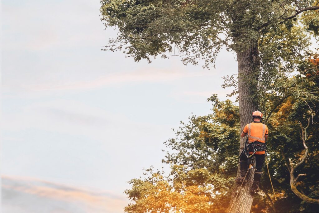 Tree climber works on tall tree.