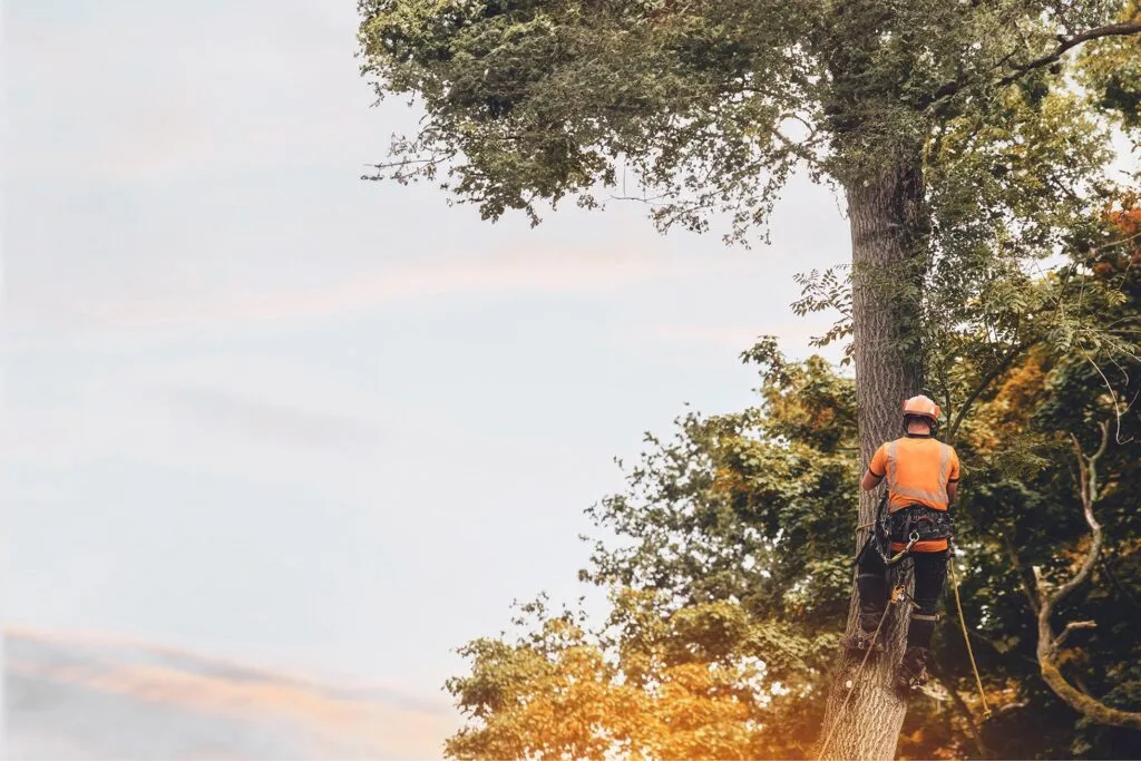 Tree climber works on tall tree.